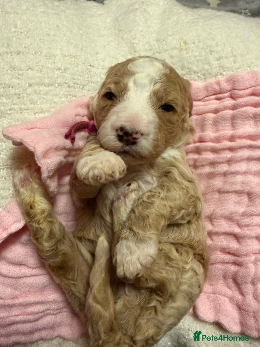 Labradoodle dogs for sale: Labradoodle  - Advert 15