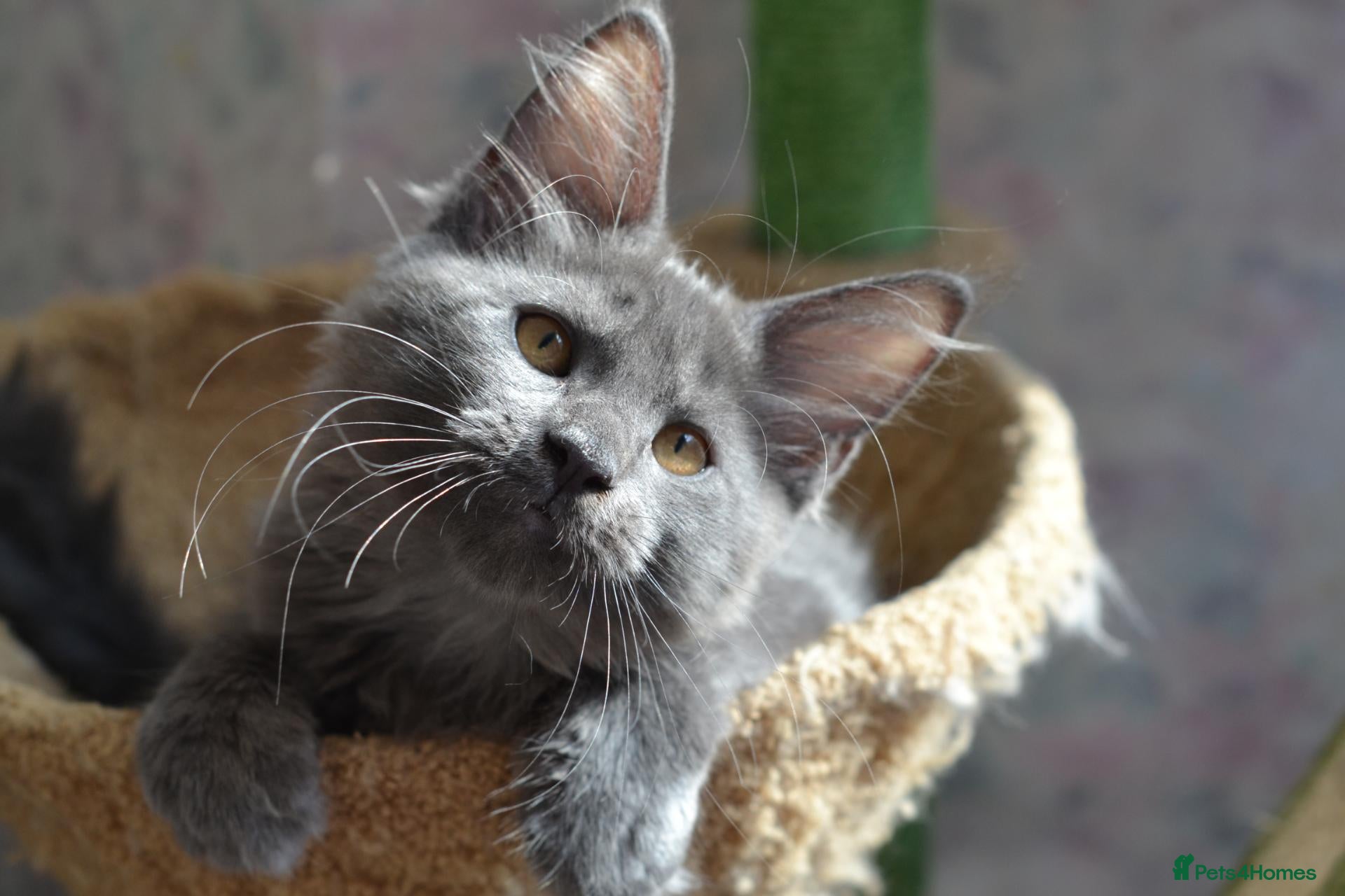 Maine Coon cats Tica Maine Coon Girls looking for forever homes - Advert 4