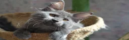 Maine Coon cats for sale: Tica Maine Coon Girls looking for forever homes - Advert 1