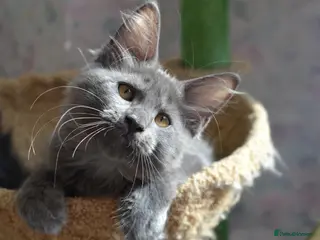 Maine Coon cats Tica Maine Coon Girls looking for forever homes - Advert 4