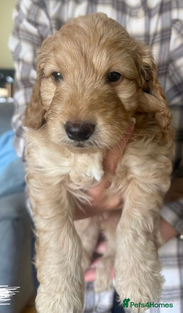 Cockapoo dogs F2 cockapoo puppy ready to leave 8th May - Advert 1
