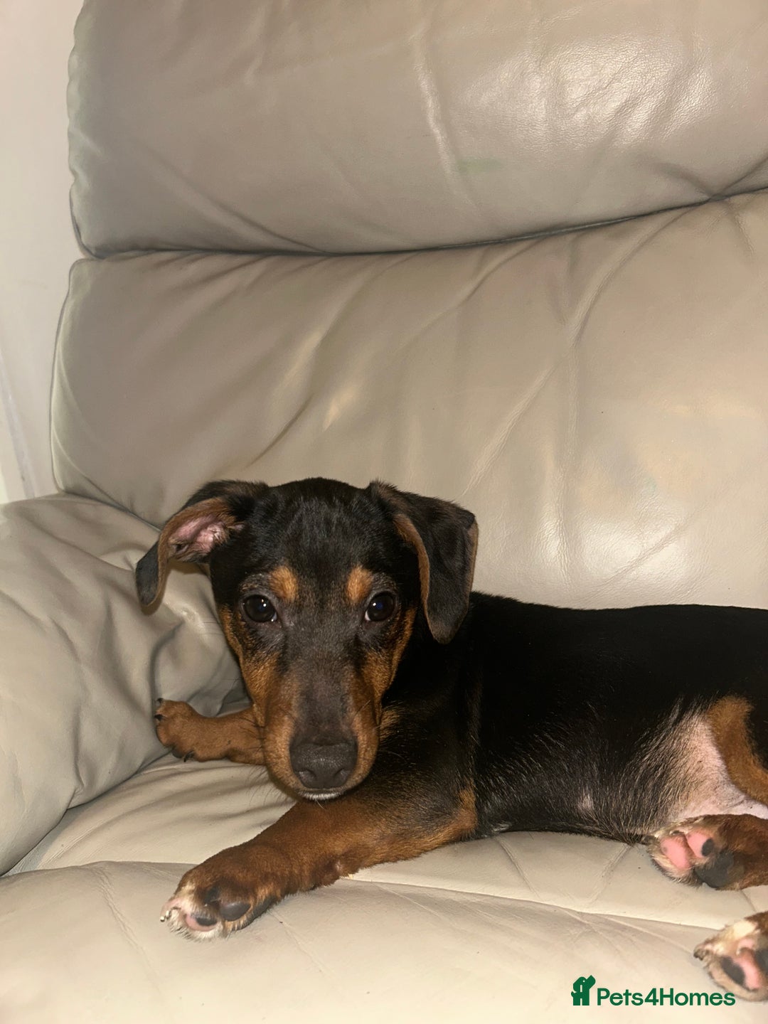 Dachshund dogs for sale: Male dachshund puppy - Advert 2