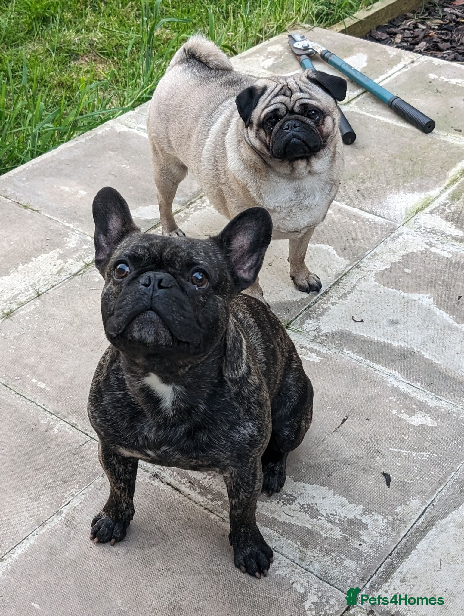 Pug dogs Otis and Rolo - Advert 5