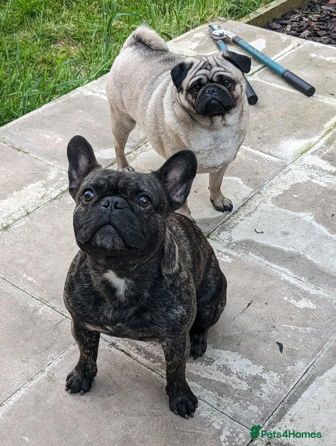 Pug dogs for sale: Otis and Rolo - Advert 1