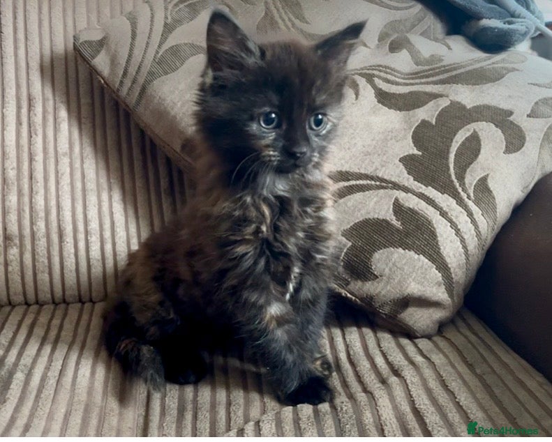 Mixed Breed cats for sale: Cute kittens ready now - Advert 11