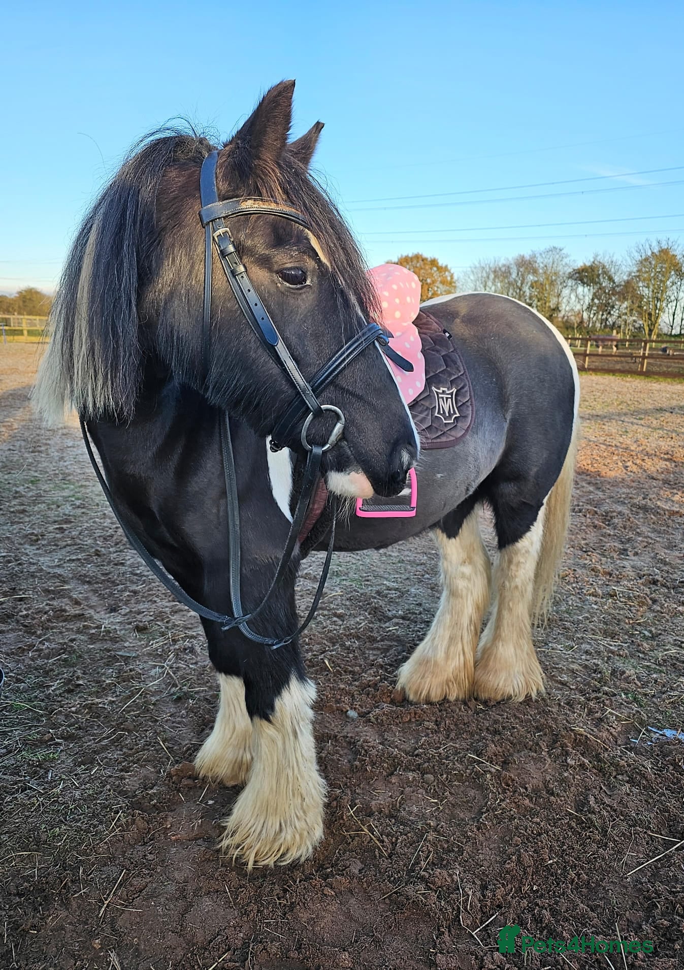 Irish Cob horses Light work/ companion pony very kind and gentle  - Advert 6