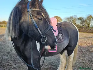 Irish Cob horses Light work/ companion pony very kind and gentle - Advert 6