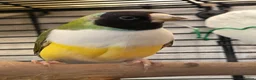 Budgerigars birds for sale: Budgies and guliden finch  - Advert 7