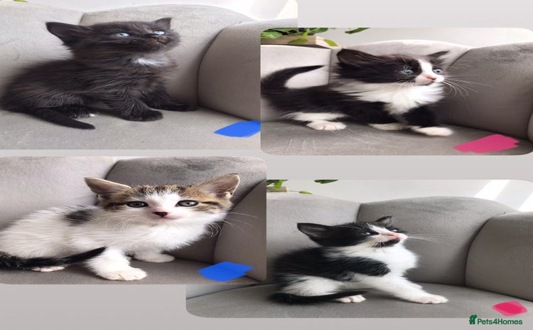 Mixed Breed cats - Advert 1