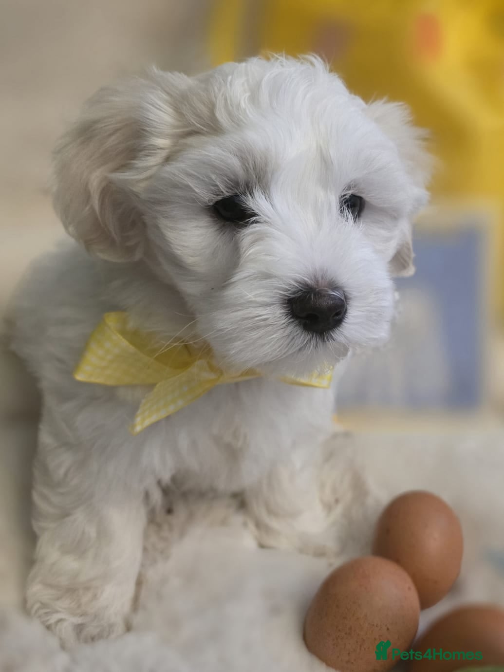 Maltipoo dogs Maltipoo F2 puppies for sale.  - Advert 4
