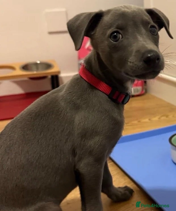Whippet dogs Blue whippet Last girl avalivle ❤️🏠 - Advert 5