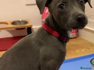 Whippet dogs Blue whippet Last girl avalivle ❤️🏠 - Advert 5