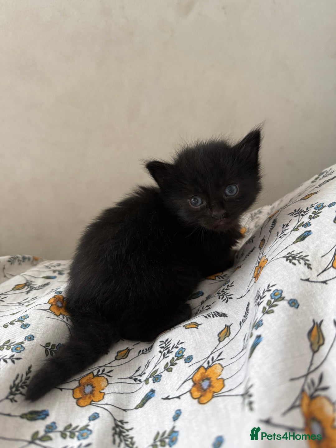 Maine Coon cats for sale: Maine coon x Russian Blue - Image 12