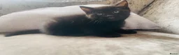 Mixed Breed cats for sale: Kittens for sale  - Advert 7