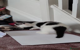 Mixed Breed cats for sale: Kitten's  - Image 20