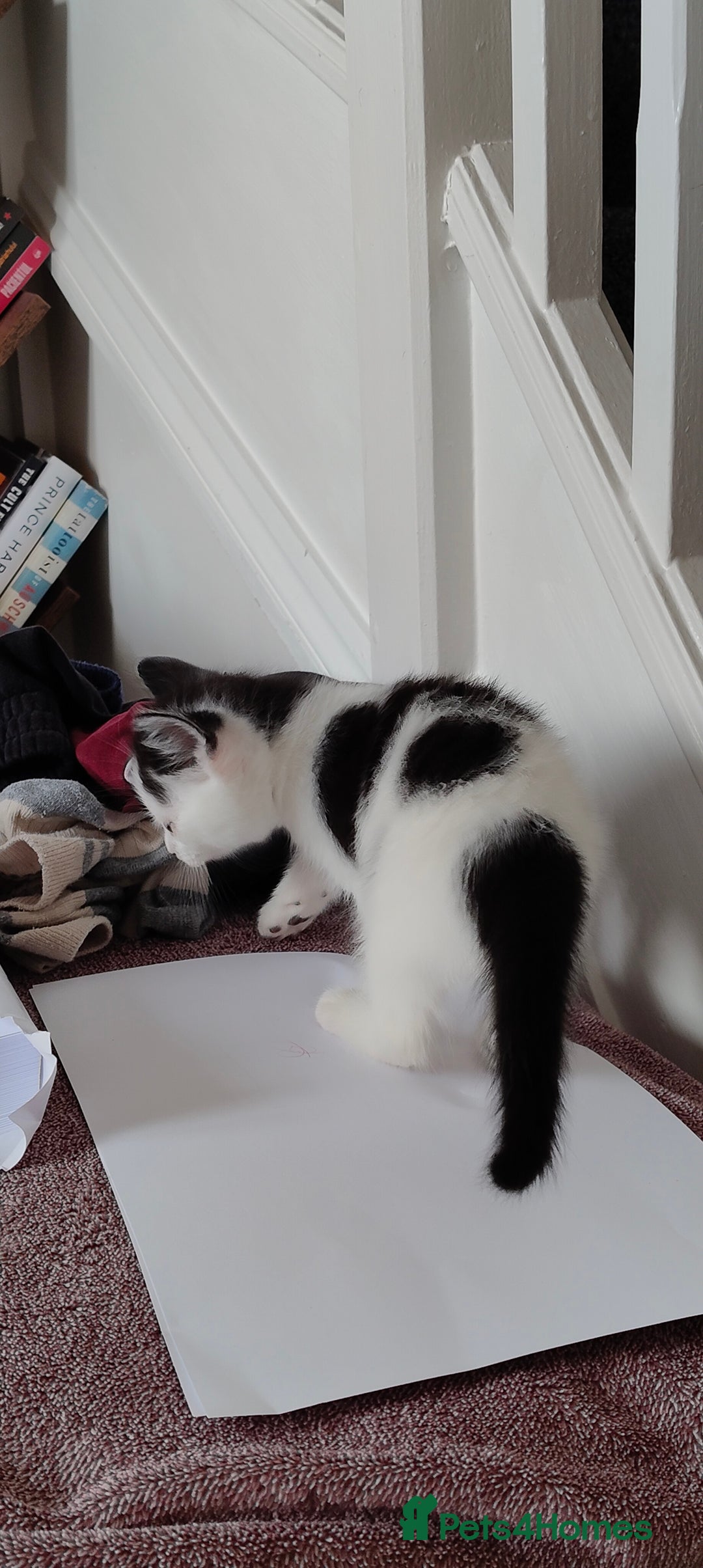 Mixed Breed cats for sale: Kitten's  - Image 20