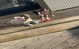 Chihuahua dogs for sale: Chihuahua female puppies - Image 1