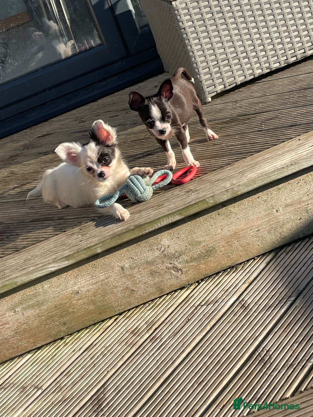 Chihuahua dogs for sale: Chihuahua female puppies - Image 1
