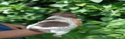 Mixed Breed dogs for sale: Pointer x Brittany  - Advert 8