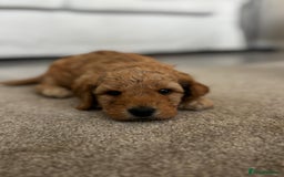 Cockapoo dogs for sale: Beautiful Cockapoo F2 puppies  - Image 3