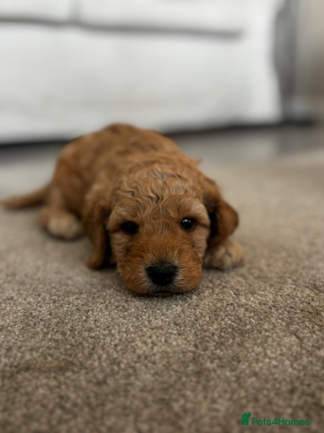 Cockapoo dogs for sale: Beautiful Cockapoo F2 puppies  - Image 3