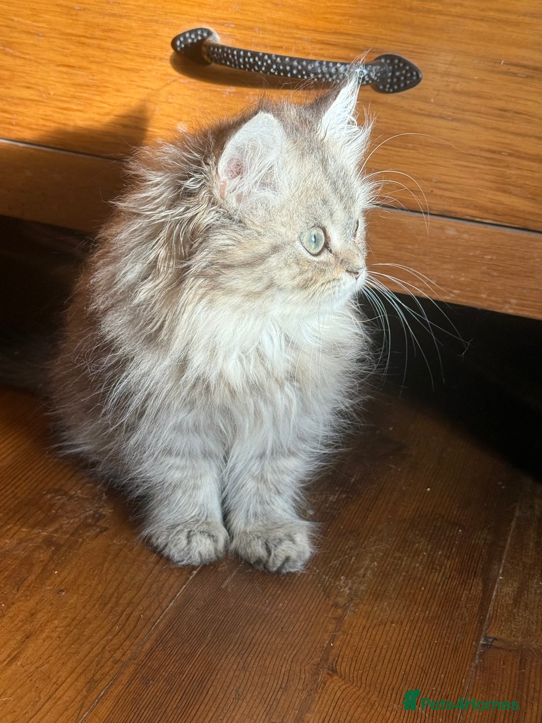 Persian cats for sale: Sweet persain boy is looking for his home - Advert 10