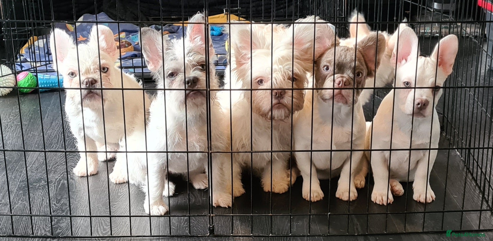 French Bulldog dogs 5 French bulldog puppies. Pied fluffy - Advert 19