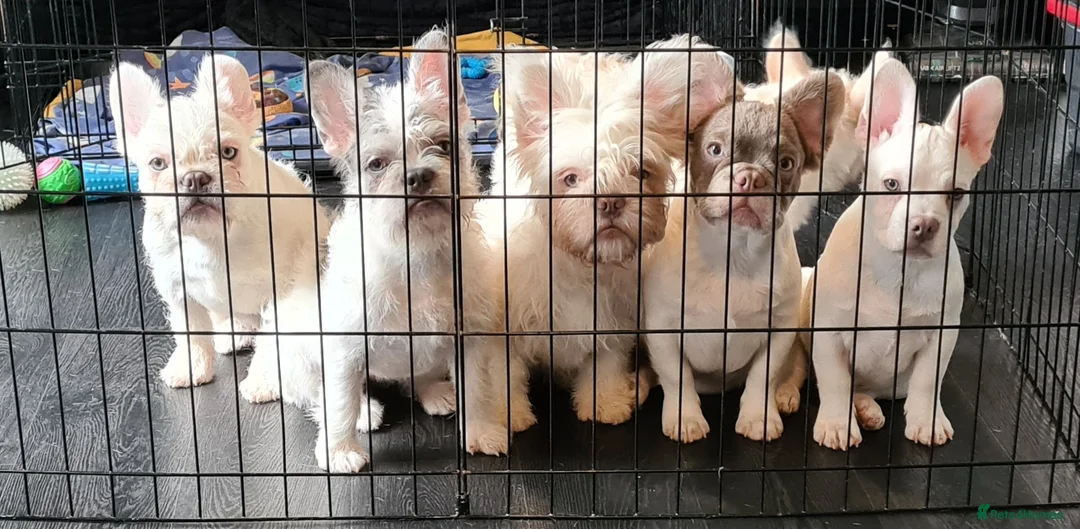 French Bulldog dogs for sale: 5 French bulldog puppies. Pied fluffy - Advert 1
