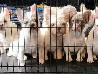 French Bulldog dogs 5 French bulldog puppies. Pied fluffy - Advert 19