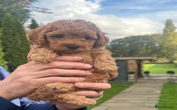Cavapoo dogs for sale:  GORGEOUS EXTENSIVELY HEALTH TESTED TOY CAVAPOOS - Image 1