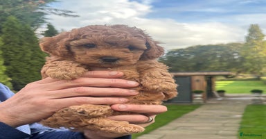 Cavapoo dogs - Advert 6