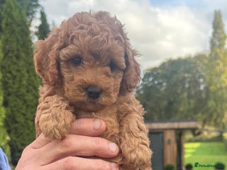Cavapoo dogs - Advert 29