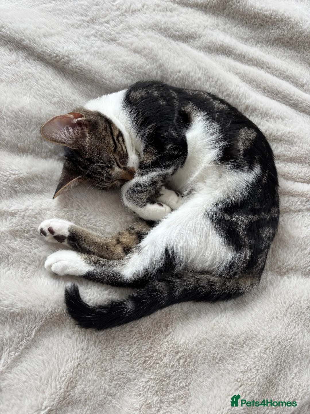 Domestic Shorthair cats for sale: 6 month old kitten looking for her forever home - Advert 1