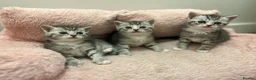 British Shorthair cats for sale: BRITISH SHORT HAIRED -SILVER TABBY - Advert 3