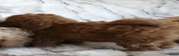 Toy Poodle dogs for sale: KC Toy Poodle puppies READY NOW, health tested in Barnsley - Advert 3