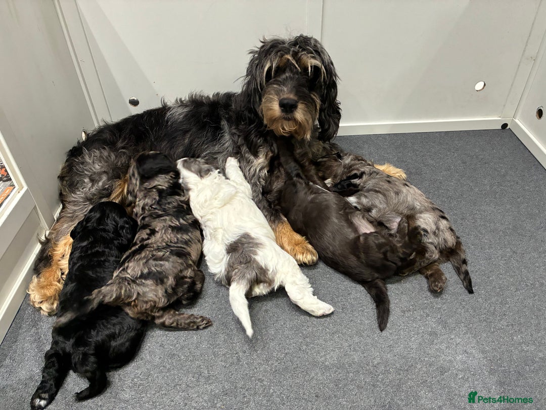 Cockapoo dogs for sale: Unique Rare Merle F1B Cockapoo Puppies - Image 19