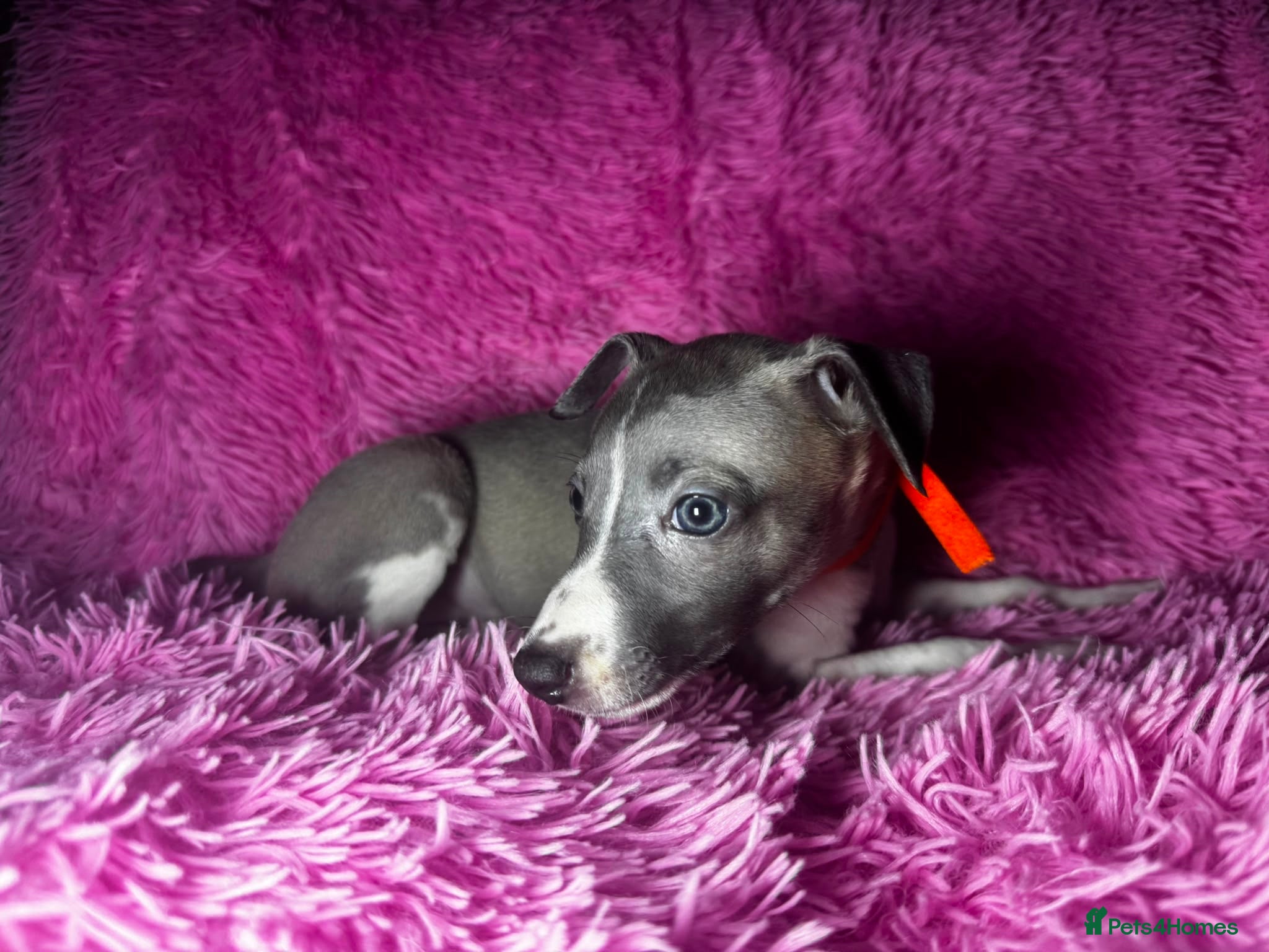 Whippet dogs Quality pedigree whippet puppies  - Advert 16