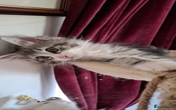Norwegian Forest Cat cats for sale: Full Norwegian forest cat kittens - Image 6
