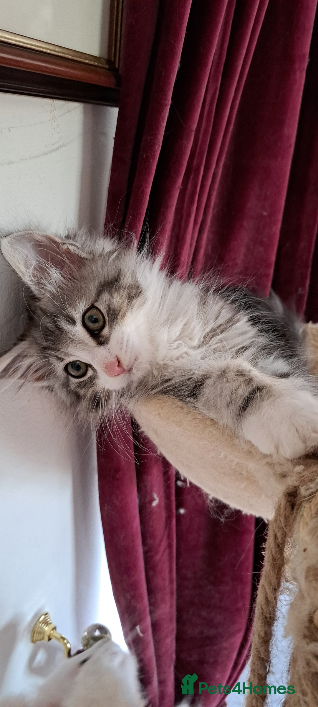 Norwegian Forest Cat cats for sale: Full Norwegian forest cat kittens - Image 6