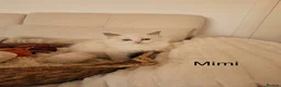 Ragdoll cats for sale: Stunning TICA-Registered Ragdoll Kittens in Normanton - Advert 5