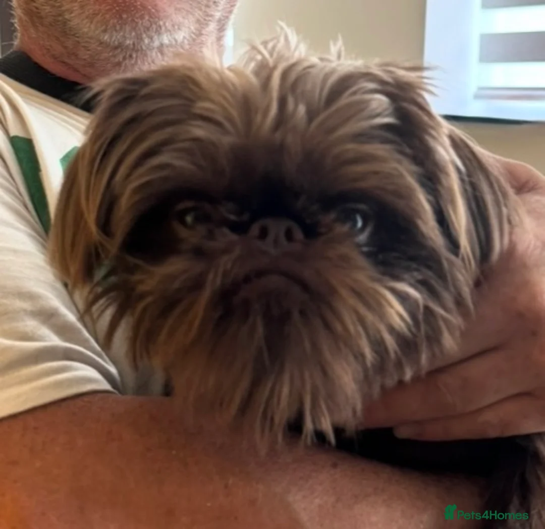 Griffon Bruxellois dogs for sale: Gorgeous Rough Coated 3 Year Old griffon Girl  - Advert 4