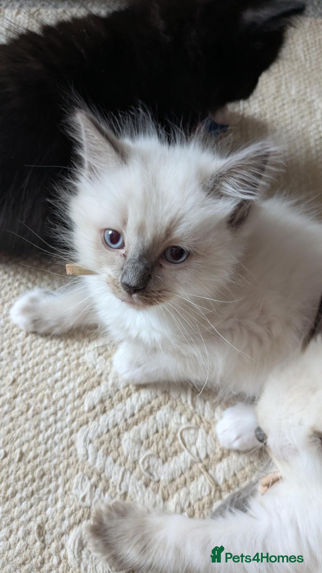 Ragdoll cats Stunning Ragdoll kittens, dna clear parents  - Advert 2