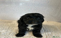 Cockapoo dogs for sale: Stunning cockapoo puppies ready now  - Image 9