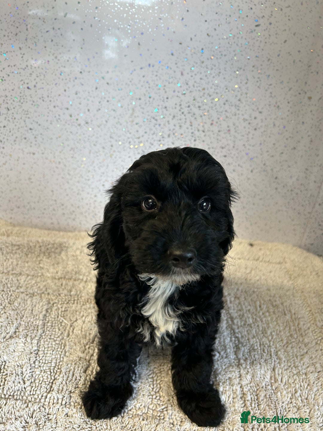 Cockapoo dogs for sale: Stunning cockapoo puppies ready now  - Image 9