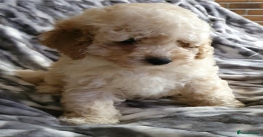 Toy Poodle dogs - Advert 8