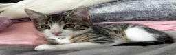 Mixed Breed cats for sale: Two brother cats  in Tredegar - Advert 7