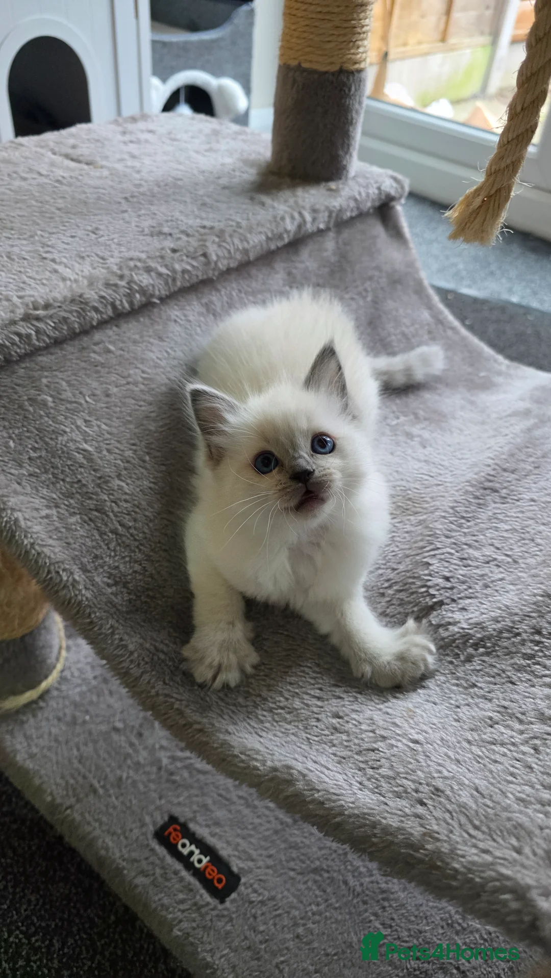 Ragdoll cats for sale: Blue point Ragdoll kittens for sale  - Advert 6