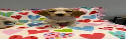 Cocker Spaniel dogs for sale: Gorgeous cocker spaniel pups ready to go  - Advert 18