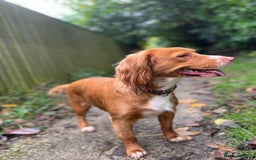 Cocker Spaniel dogs for sale: Cocker Spaniel Puppies - Image 24