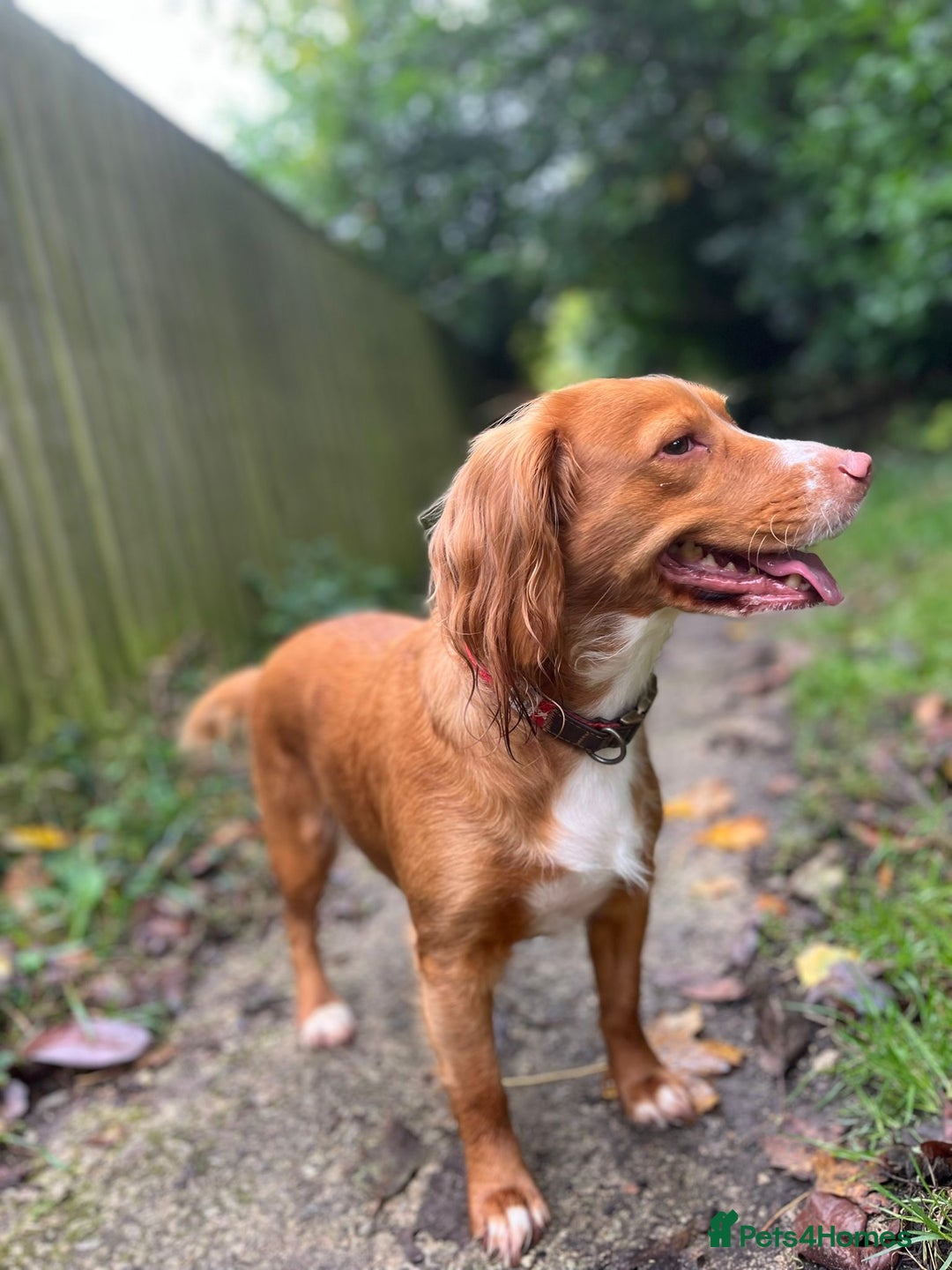 Cocker Spaniel dogs for sale: Cocker Spaniel Puppies - Image 24